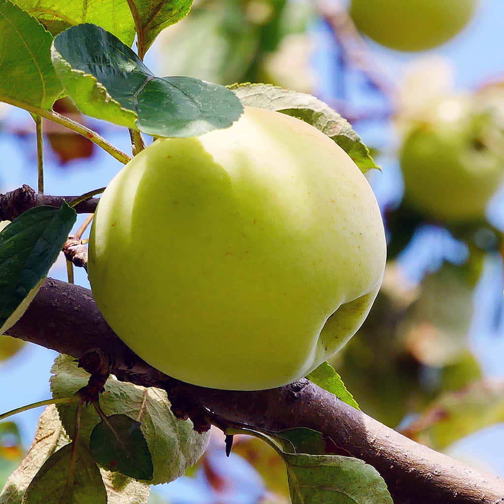 Himachal Pippins