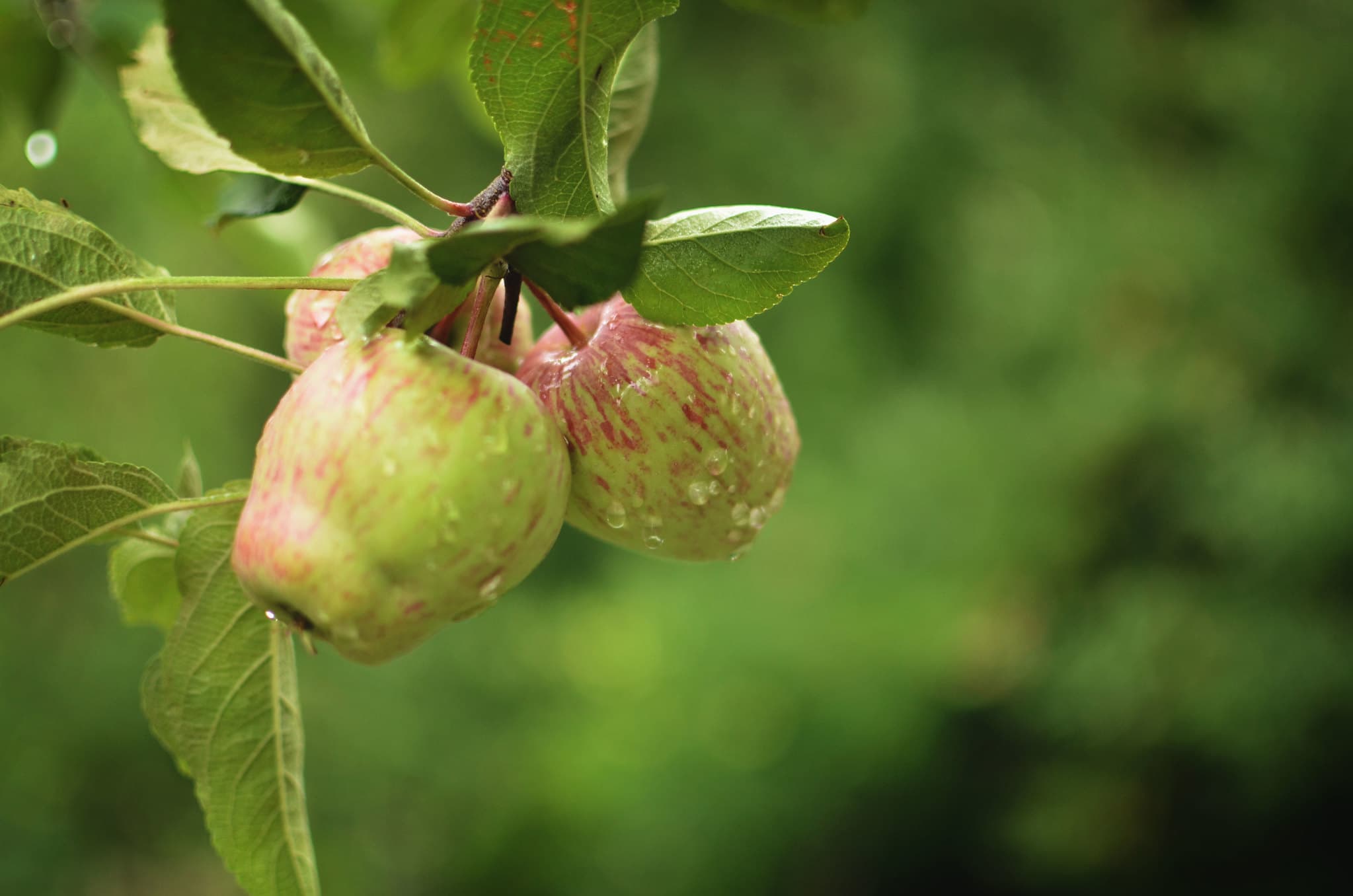 Fresh apples